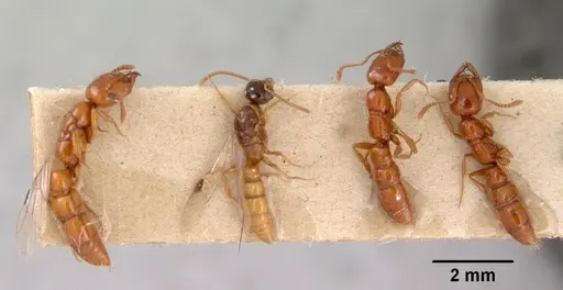 Onychomyrmex glauerti - CASENT0172206