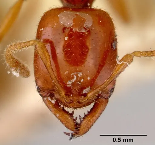 Onychomyrmex glauerti - CASENT0172206