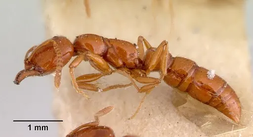 Onychomyrmex glauerti - CASENT0172206