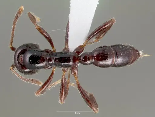 Onychomyrmex hedleyi specimen