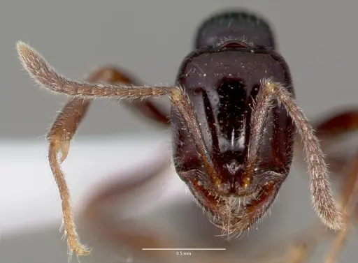 Onychomyrmex hedleyi specimen
