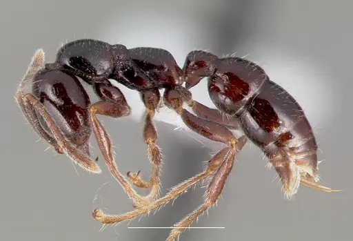 Onychomyrmex hedleyi specimen