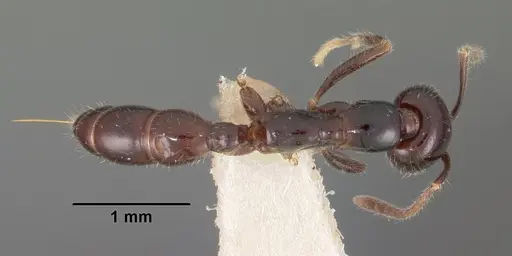 Onychomyrmex hedleyi - CASENT0102176