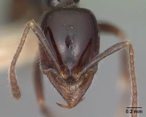 Onychomyrmex hedleyi - CASENT0102176