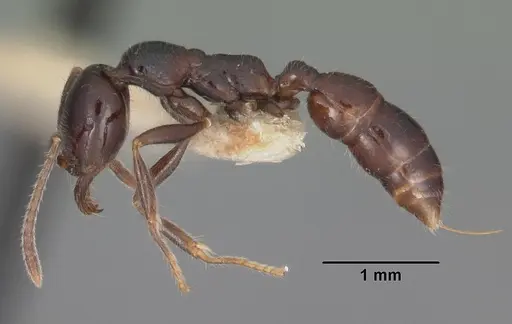 Onychomyrmex hedleyi - CASENT0102176