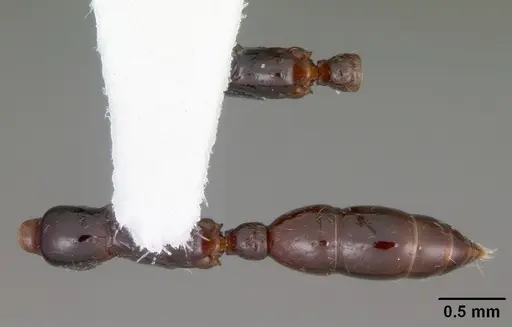 Onychomyrmex hedleyi - CASENT0102177