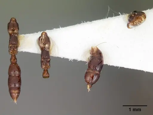 Onychomyrmex hedleyi - CASENT0102177