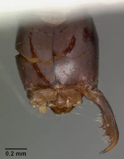 Onychomyrmex hedleyi - CASENT0102177