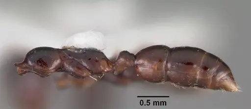 Onychomyrmex hedleyi - CASENT0102177