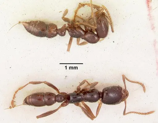 Onychomyrmex hedleyi - CASENT0102178