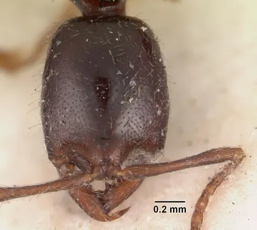 Onychomyrmex hedleyi - CASENT0102178