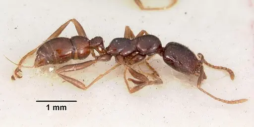 Onychomyrmex hedleyi - CASENT0102178