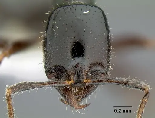 Onychomyrmex hedleyi - CASENT0106018
