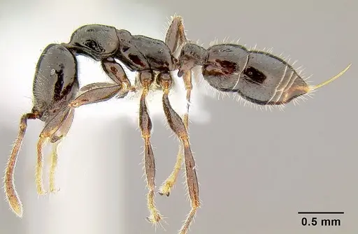Onychomyrmex hedleyi - CASENT0106018