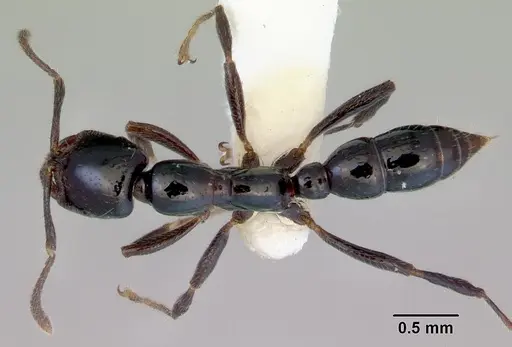 Onychomyrmex hedleyi - CASENT0172260