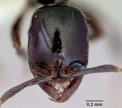 Onychomyrmex hedleyi - CASENT0172260
