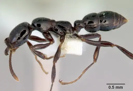 Onychomyrmex hedleyi - CASENT0172260