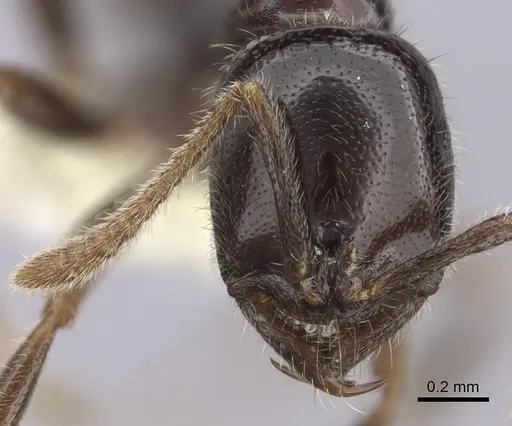 Onychomyrmex hedleyi - CASENT0260456