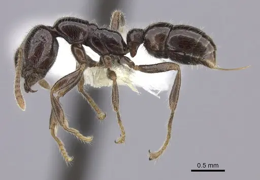 Onychomyrmex hedleyi - CASENT0260456