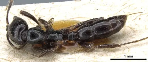 Onychomyrmex hedleyi - CASENT0903769