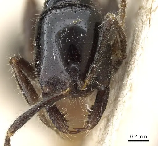 Onychomyrmex hedleyi - CASENT0903769