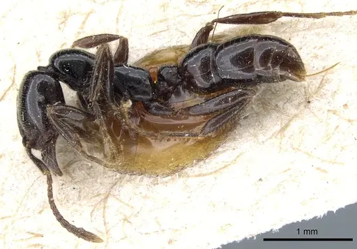 Onychomyrmex hedleyi - CASENT0903769