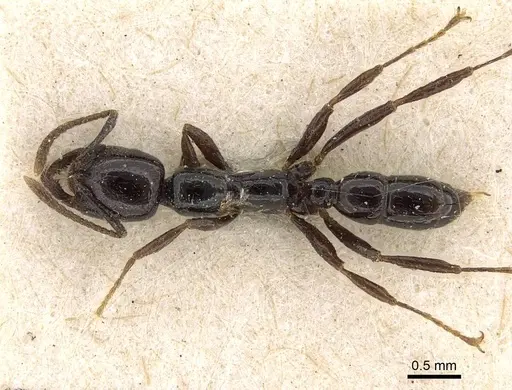 Onychomyrmex hedleyi - CASENT0922418