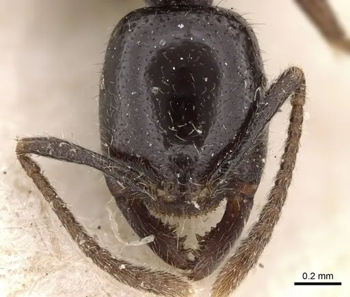 Onychomyrmex hedleyi - CASENT0922418