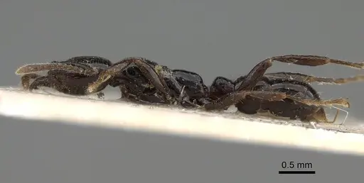 Onychomyrmex hedleyi - CASENT0922418