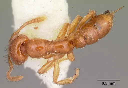 Onychomyrmex mjobergi specimen