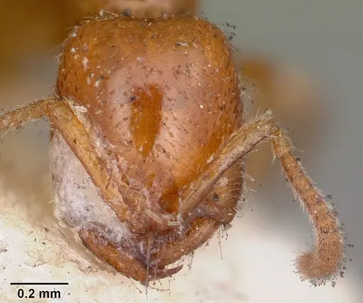 Onychomyrmex mjobergi specimen