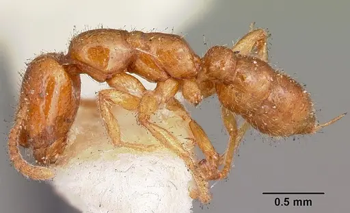 Onychomyrmex mjobergi specimen
