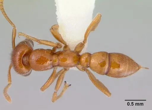 Onychomyrmex mjobergi - CASENT0172295