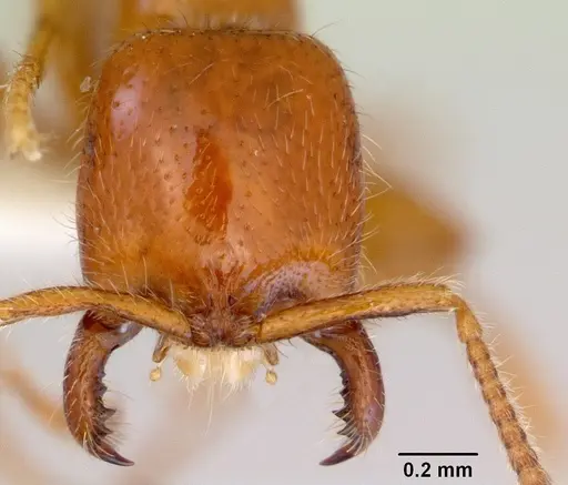 Onychomyrmex mjobergi - CASENT0172295