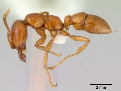 Onychomyrmex mjobergi - CASENT0172295