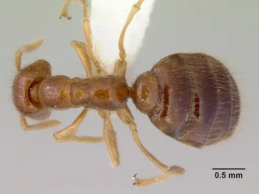 Onychomyrmex mjobergi - CASENT0172296