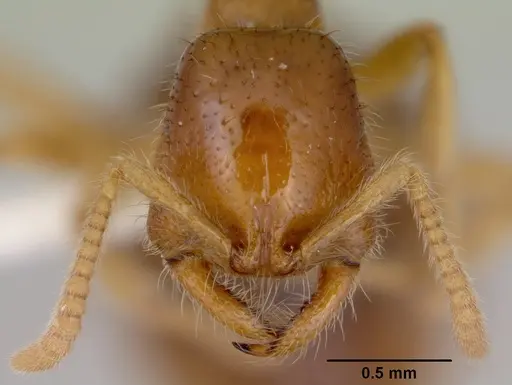 Onychomyrmex mjobergi - CASENT0172296
