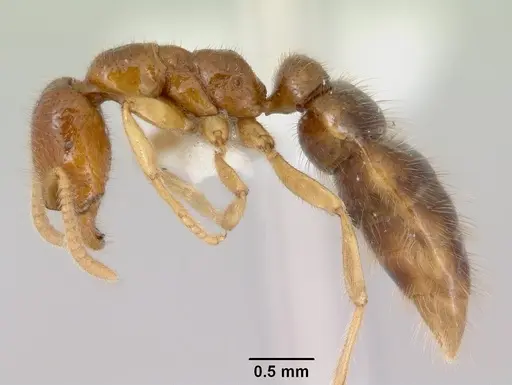 Onychomyrmex mjobergi - CASENT0172296
