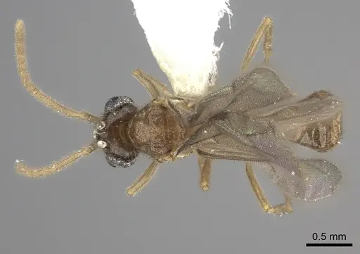 Onychomyrmex mjobergi - CASENT0260457