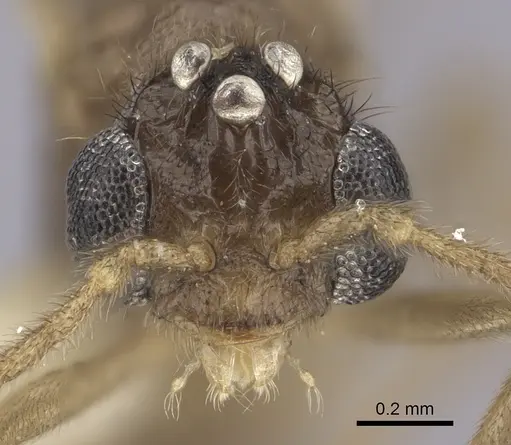 Onychomyrmex mjobergi - CASENT0260457