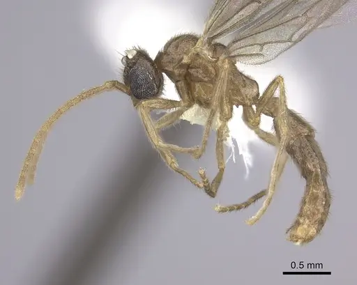 Onychomyrmex mjobergi - CASENT0260457