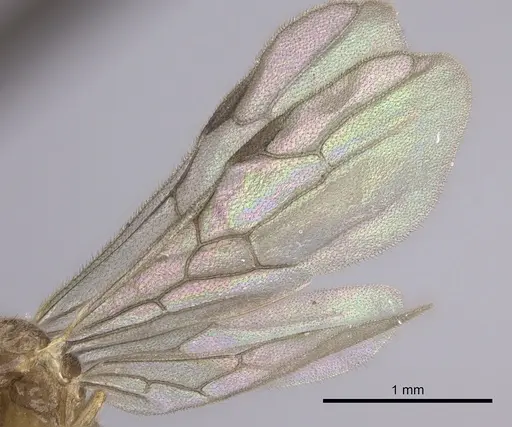 Onychomyrmex mjobergi - CASENT0260457