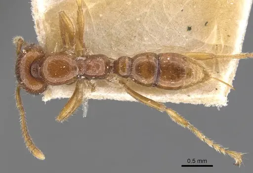 Onychomyrmex mjobergi - CASENT0907336