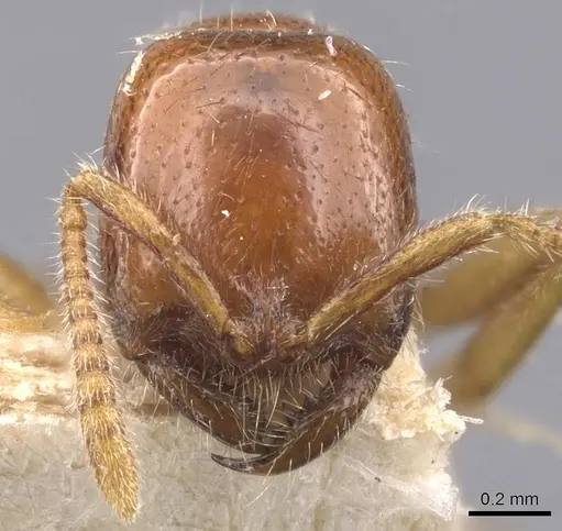 Onychomyrmex mjobergi - CASENT0907336