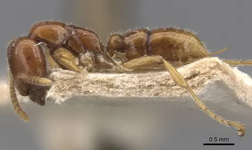 Onychomyrmex mjobergi - CASENT0907336