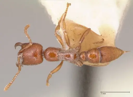 Onychomyrmex mjobergi - FOCOL0765