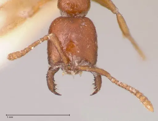 Onychomyrmex mjobergi - FOCOL0765