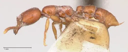 Onychomyrmex mjobergi - FOCOL0765