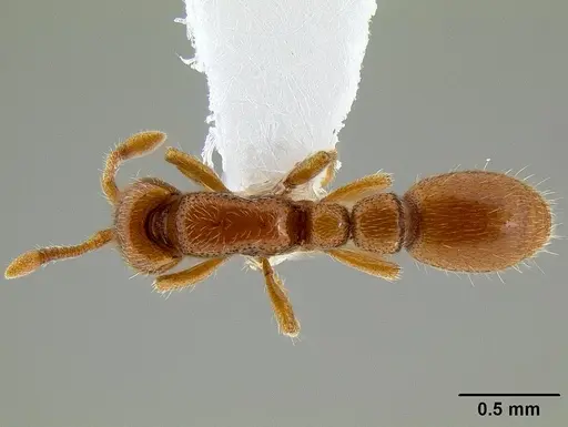 Ooceraea australis specimen