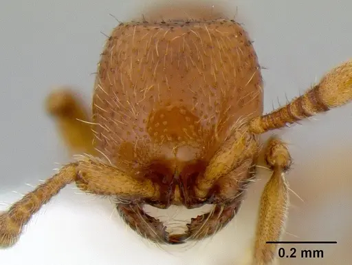 Ooceraea australis specimen